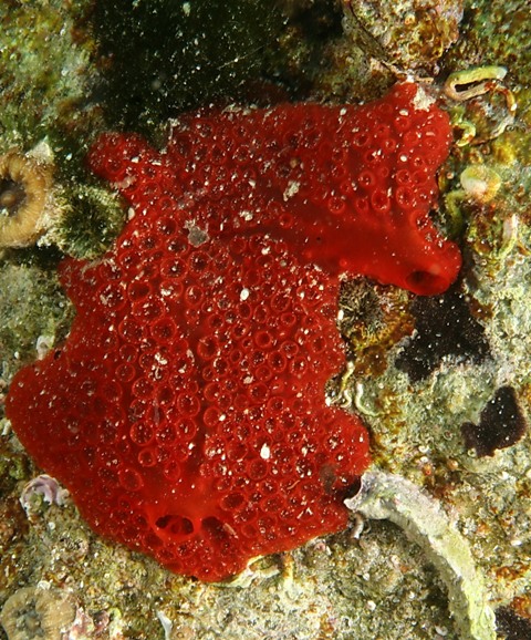 Poecilosclerida arancione